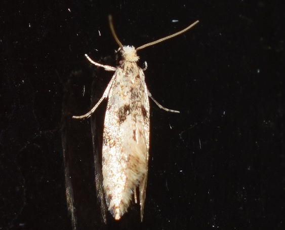 Tineidae?  S, Nemapogon sp.